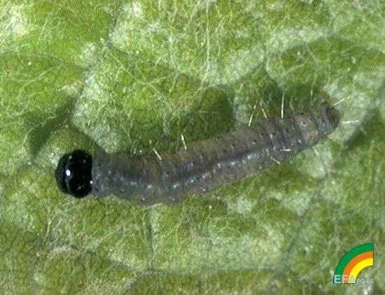 Archips podana >> Archips podana - Larva de Archips podana.jpg